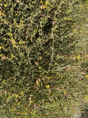 Acmispon junceus junceus