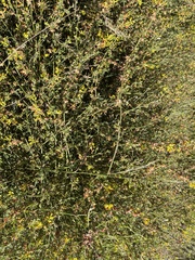 Acmispon junceus junceus