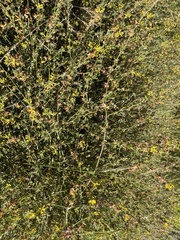 Acmispon junceus junceus