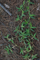 Thuarea involuta