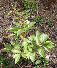 Paeonia broteri