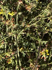 Acmispon junceus junceus