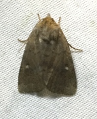 Pseudorthodes vecors