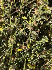 Acmispon junceus junceus