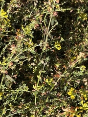 Acmispon junceus junceus