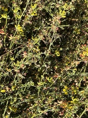 Acmispon junceus junceus