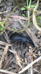 Carabus vinctus