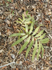 Zamia loddigesii
