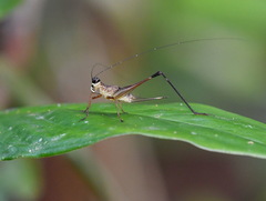 Paranisitra leytensis