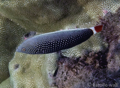 Anampses chrysocephalus