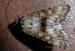 Sympistis occata