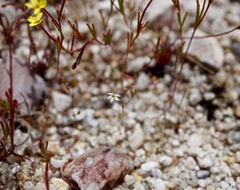 Nemacladus secundiflorus robbinsii