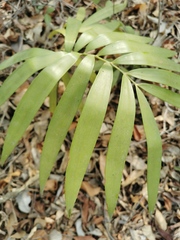 Zamia loddigesii