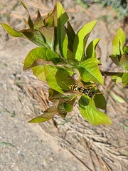 Polistes dominula