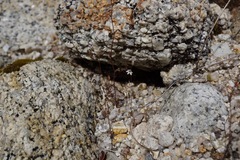 Nemacladus secundiflorus robbinsii