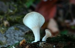 Hohenbuehelia angustata