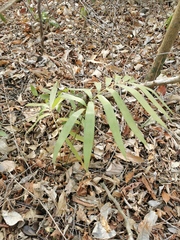 Zamia loddigesii