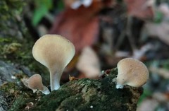 Hohenbuehelia angustata