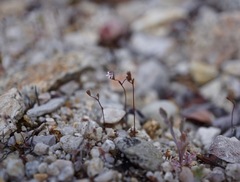 Nemacladus secundiflorus robbinsii