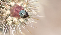 Chlorochroa opuntiae