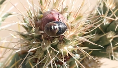 Chlorochroa opuntiae