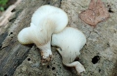 Hohenbuehelia angustata