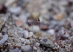 Nemacladus secundiflorus robbinsii