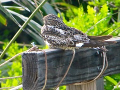 Chordeiles gundlachii