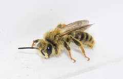 Andrena