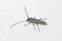 Phytoecia caerulea