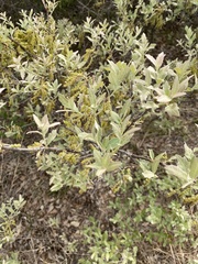 Quercus havardii