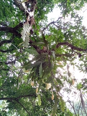 Epiphyllum phyllanthus
