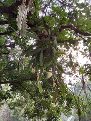 Epiphyllum phyllanthus