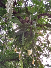 Epiphyllum phyllanthus