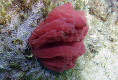Hexabranchus