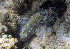 Sebastapistes ballieui