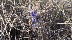 Delphinium parishii subglobosum