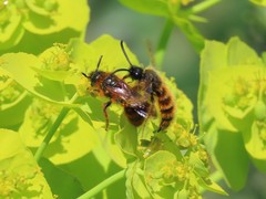 Dasyscolia ciliata