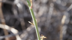 Delphinium parishii subglobosum