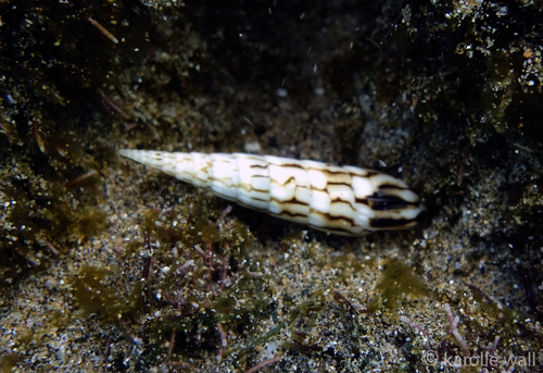 Hastula penicillata observed 2018-12-23