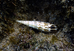 Hastula penicillata