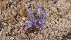 Eriastrum eremicum eremicum