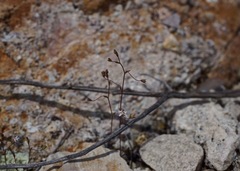 Nemacladus secundiflorus robbinsii