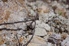 Nemacladus secundiflorus robbinsii