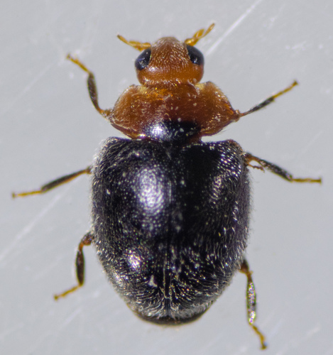 Scymnus marginicollis
