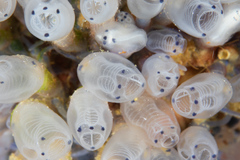 Clavelina moluccensis