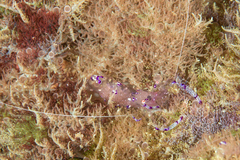 Ancylomenes sarasvati