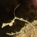 Kyonemichthys rumengani - Photo 由 Mark Rosenstein 所上傳的 (c) Mark Rosenstein，保留部份權利CC BY-NC