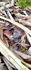 Powelliphanta marchanti