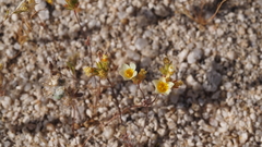 Leptosiphon lemmonii